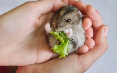 Pourquoi un hamster se met sur le dos ?