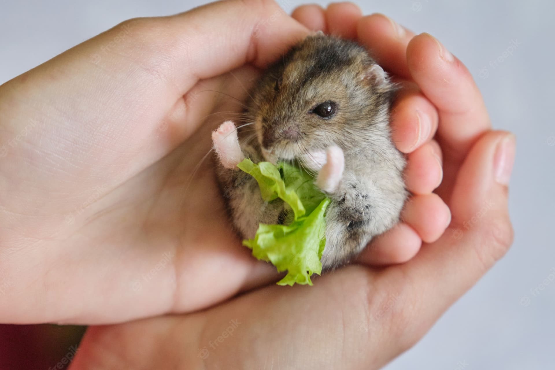 Pourquoi un hamster se met sur le dos ?