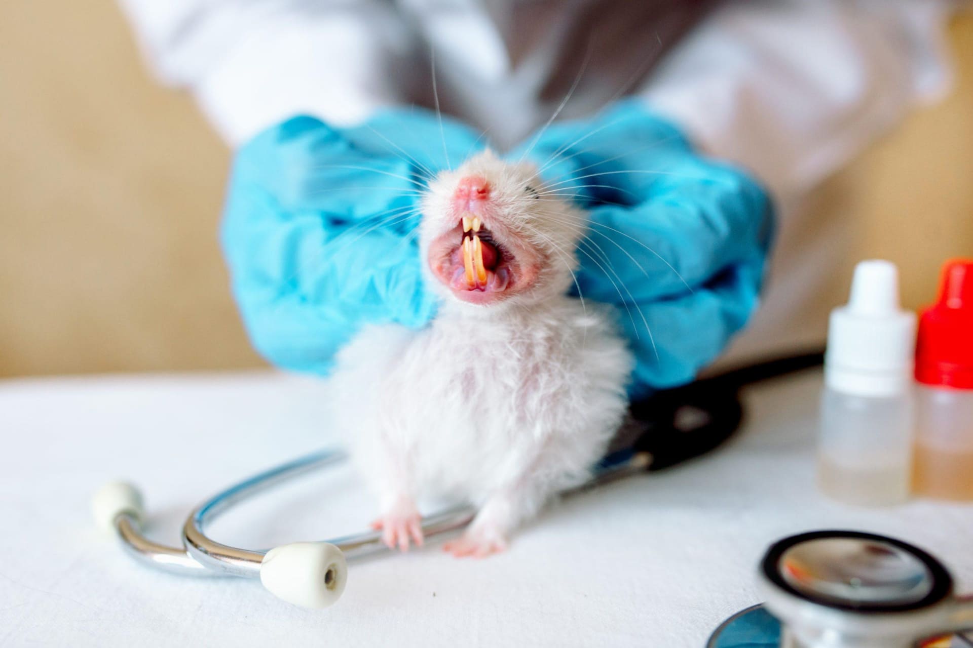 Comment vider les abajoues d'un hamster ?