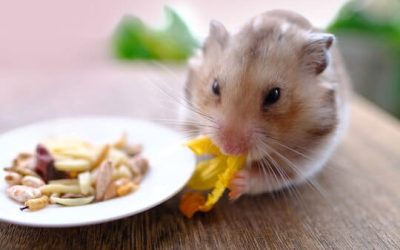 Quels aliments peuvent tuer un hamster ?
