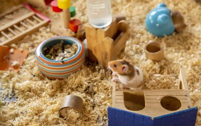 Liste des meilleurs jouets pour hamster russe