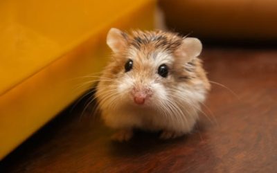 Comment voir si un hamster est heureux ?