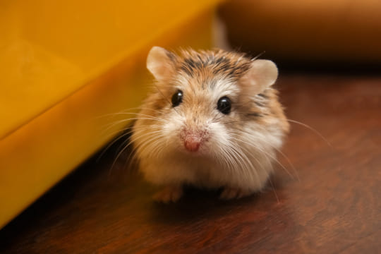 Comment voir si un hamster est heureux ?