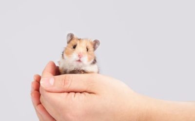 Est-ce que les hamsters craignent le froid ?