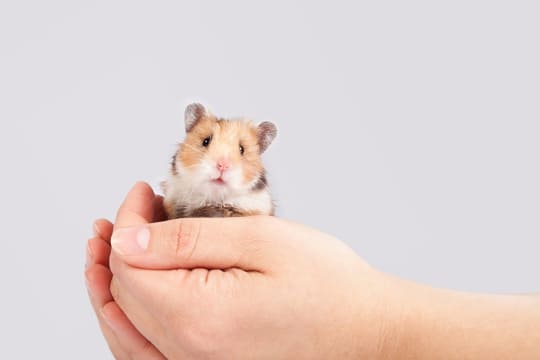 Est-ce que les hamsters craignent le froid ?