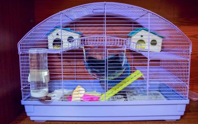 Où placer la cage d’un hamster ?