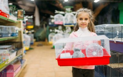 Comment nourrir un hamster pendant les vacances ?