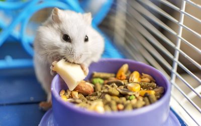 Liste des fruits et légumes mangés par les hamsters