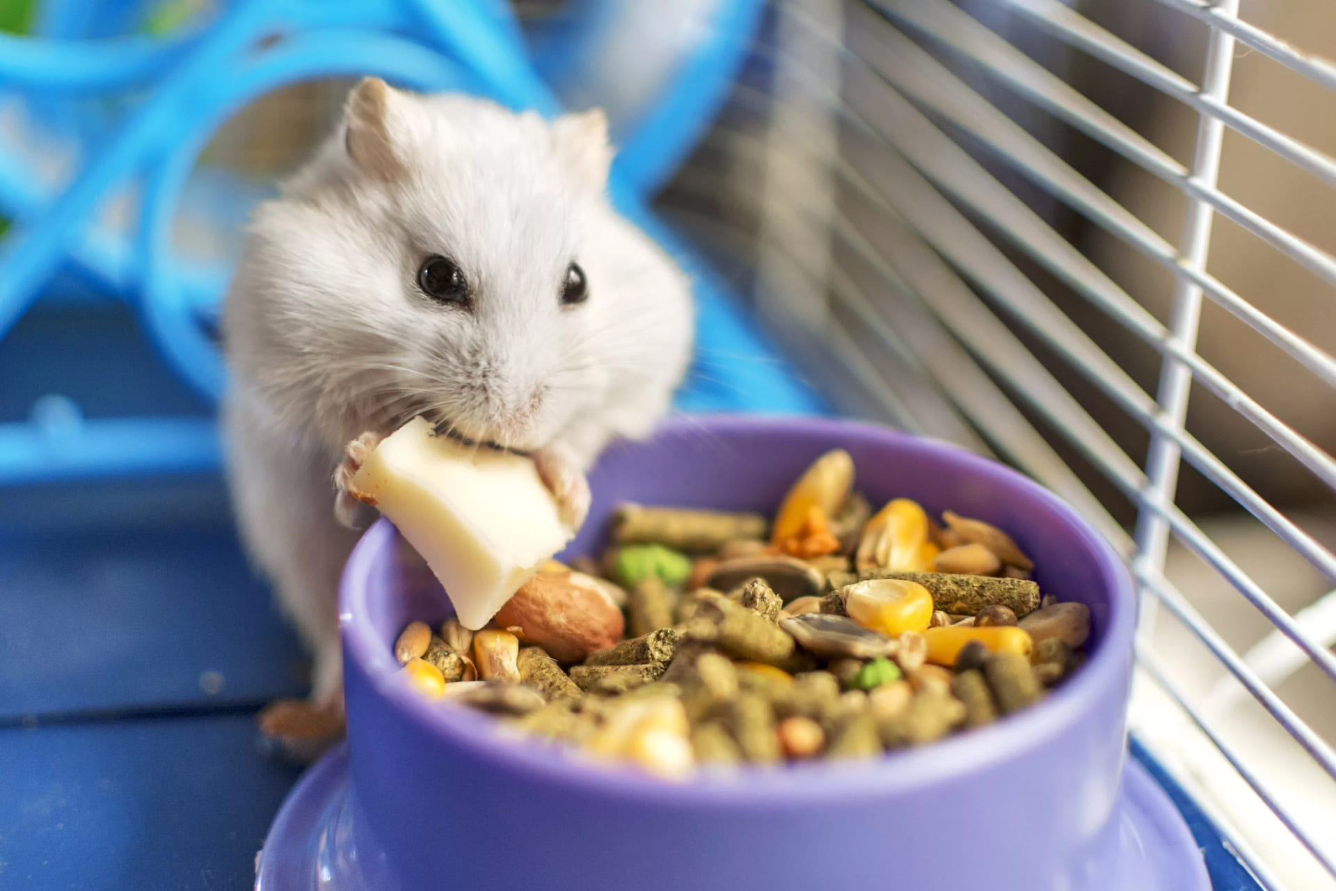 Liste des fruits et légumes mangés par les hamsters
