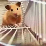 Les Hamsters sont mieux dans une cage propre