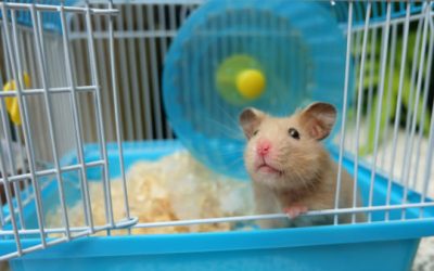 Quelle litière pour un hamster ?