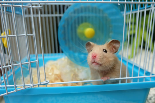 Quelle litière pour un hamster ?