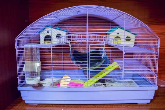 Les différents accessoires de la cage du hamster