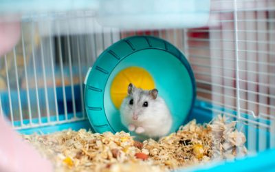 Pourquoi mon hamster ne veut pas faire de la roue ?