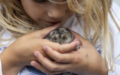 Comment voyager avec un hamster ?