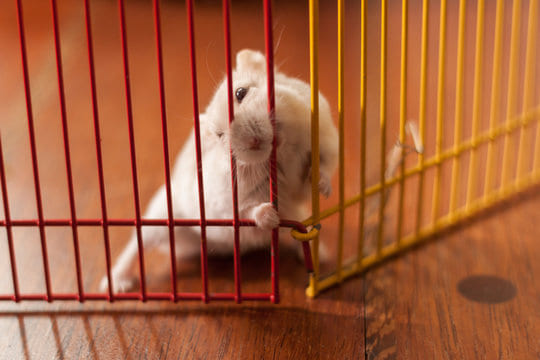 Pourquoi le hamster ronge sa cage ?