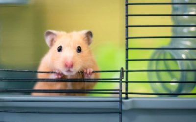 Partir en vacances avec un hamster : conseils et solutions