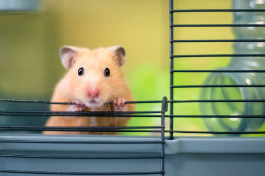 Comment communiquer avec un hamster ?