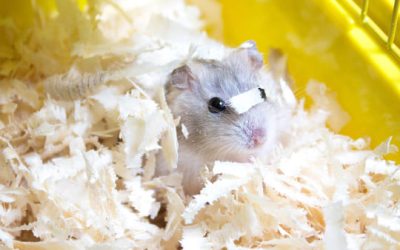 Pourquoi mon hamster enterre sa nourriture ?