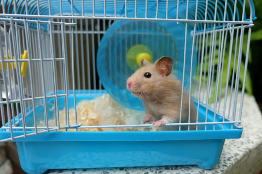 Quelle cage choisir pour mon hamster ?