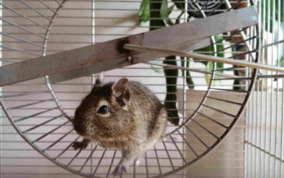 Quels sont les meilleurs jouets pour hamster ?