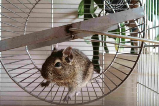 Quels sont les meilleurs jouets pour hamster ?