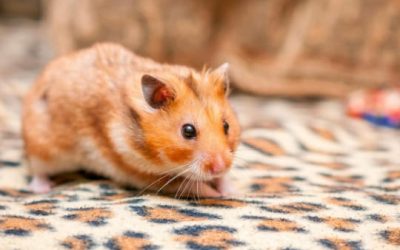 Hamster doré (ou syrien)