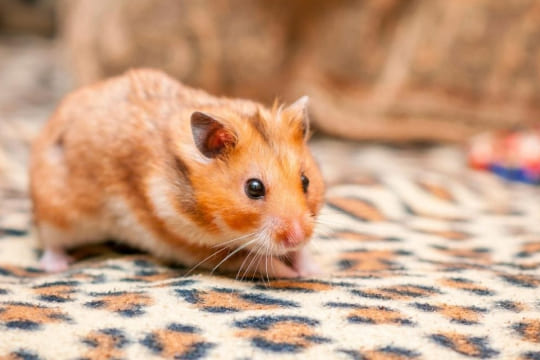 Hamster doré (ou syrien)