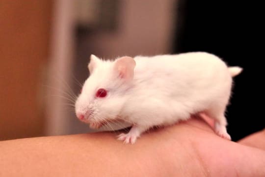 Hamster albinos