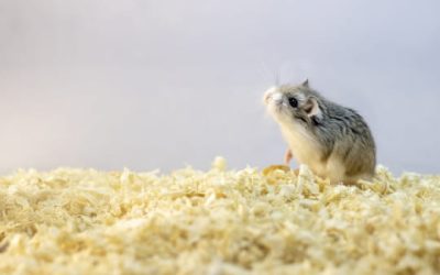 Comprendre et analyser le langage de votre hamster