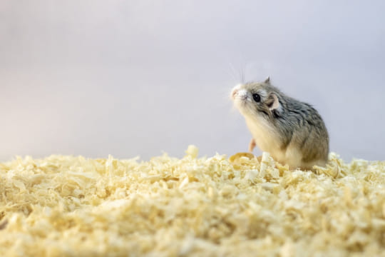 Comprendre et analyser le langage de votre hamster