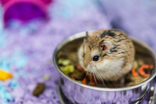 Le hamster de Roborovski