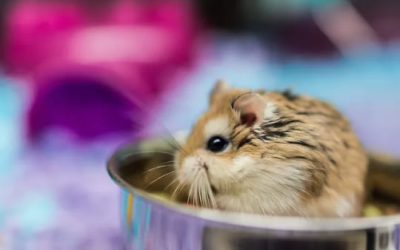 Comment s’occuper d’un bébé hamster ?