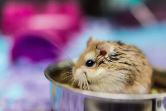 Comment s'occuper d'un bébé hamster ?