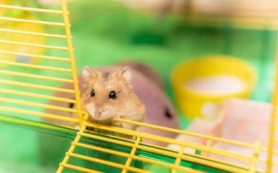 Combien coûte une cage de hamster ?