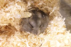 Comment fabriquer un nid pour hamster ?